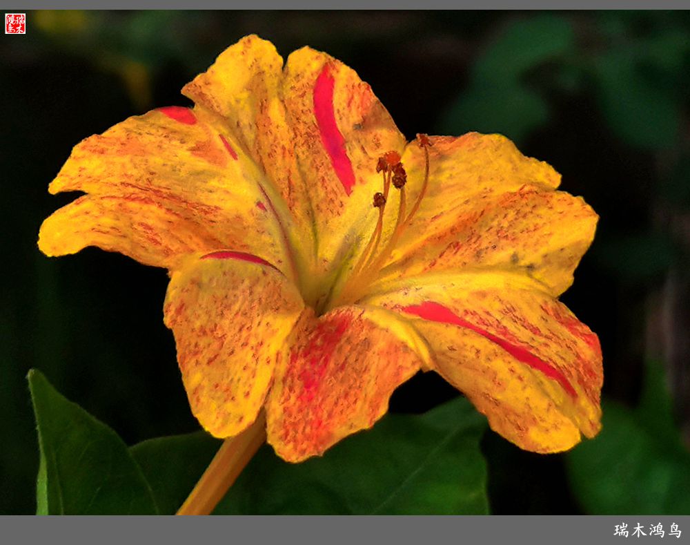 【2022之花季】48.多彩的紫茉莉