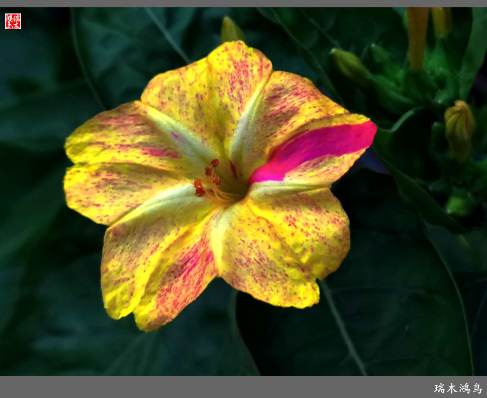 【2022之花季】48.多彩的紫茉莉