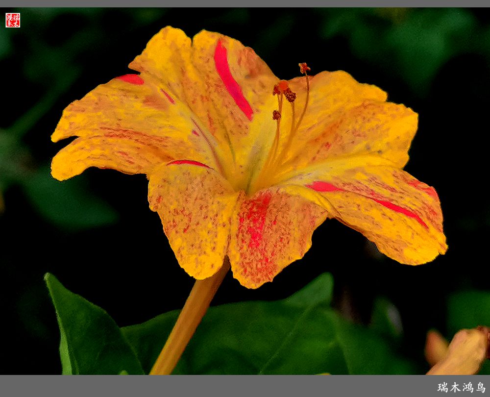 【2022之花季】48.多彩的紫茉莉