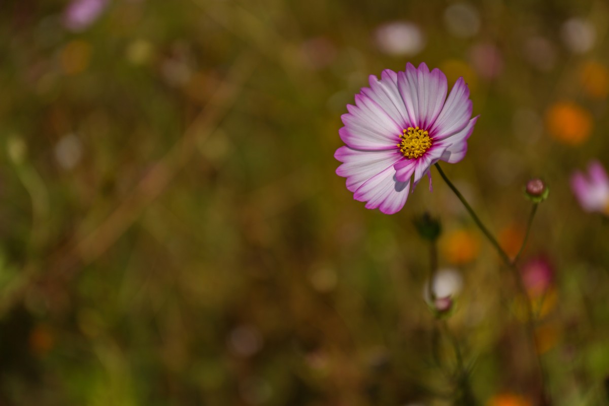 格桑花