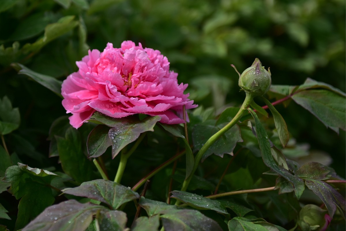 学拍牡丹，多提宝贵意见，谢谢老师！