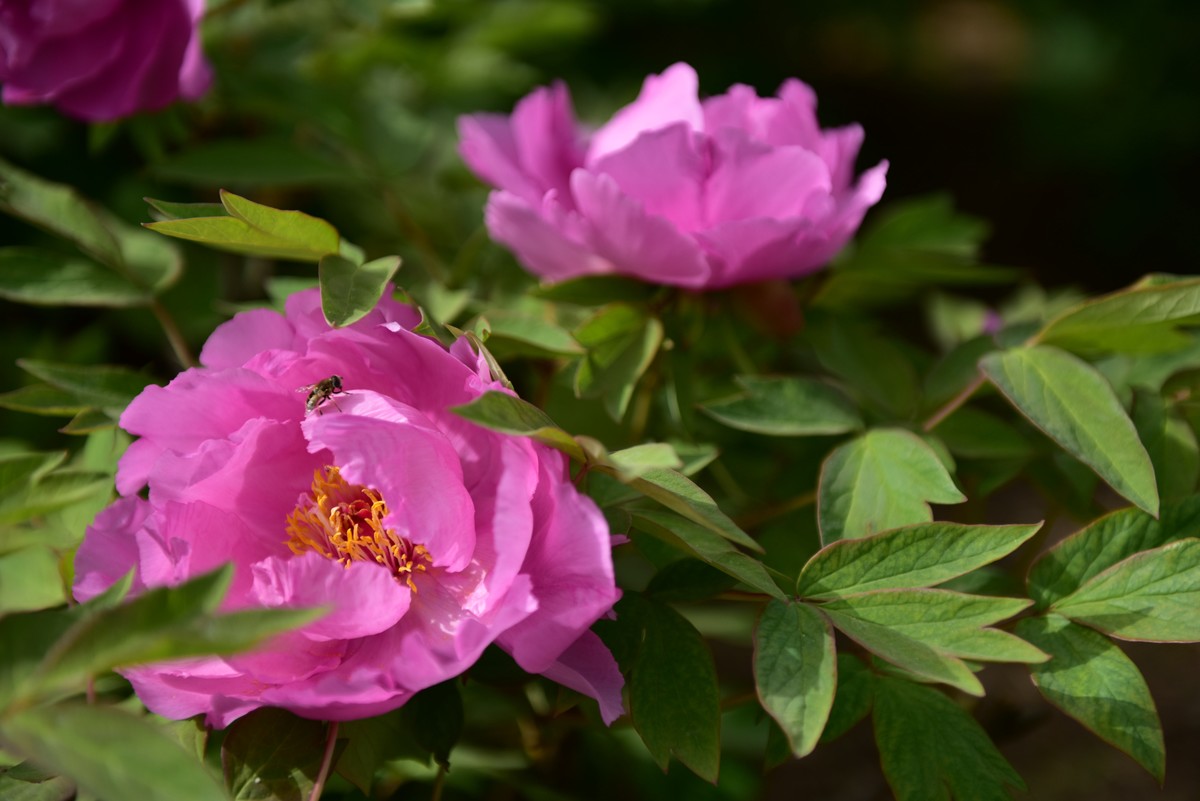 学拍牡丹，多提宝贵意见，谢谢老师！