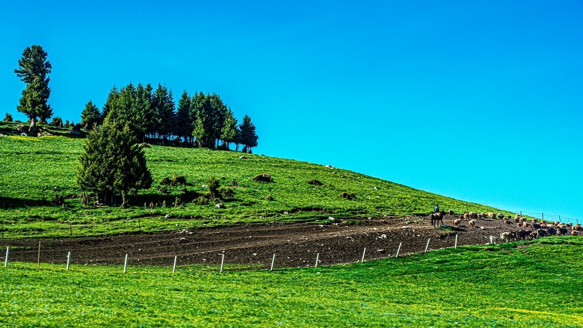 新疆行游--喀拉峻草原【2】    贺山水勇哥荣任合肥星空(中国)版主