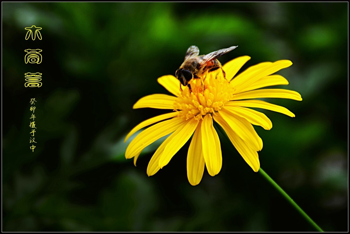 蜂花木茼蒿（2023337）