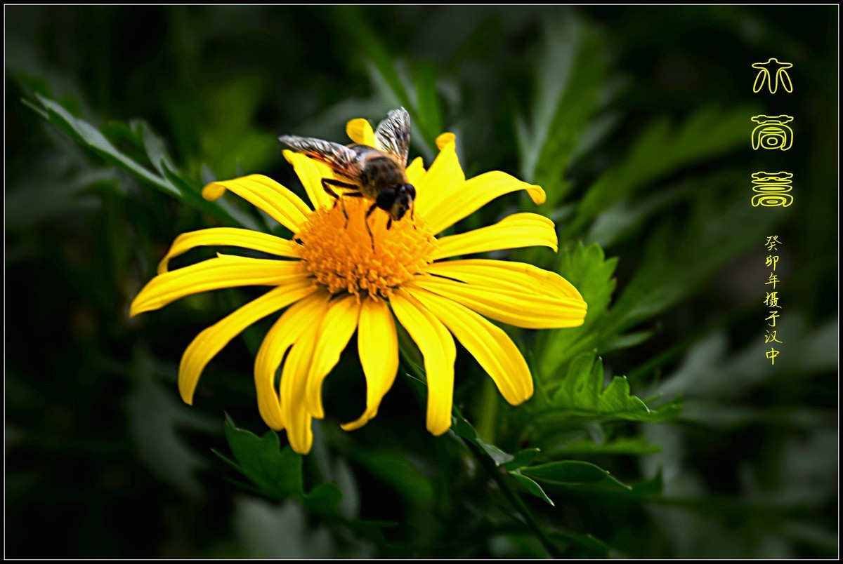 蜂花木茼蒿（2023337）