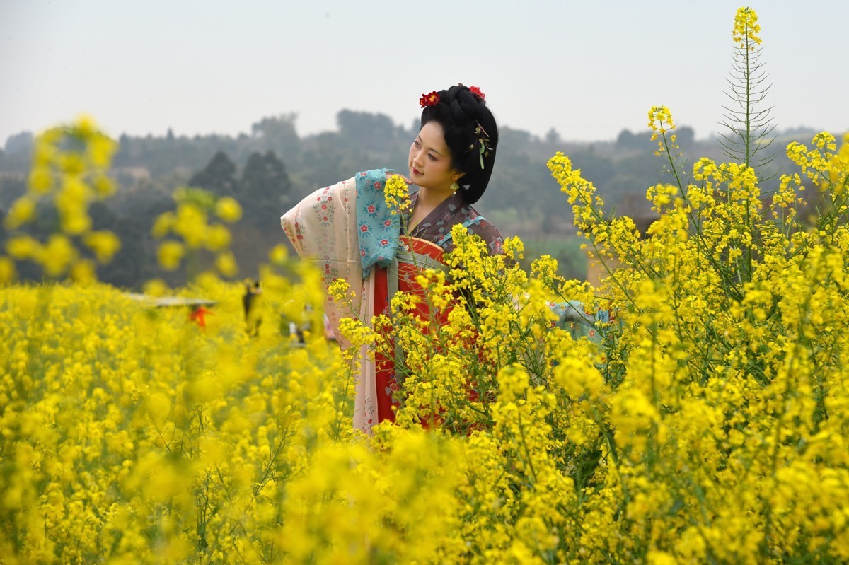 油菜花海——双流广都博物馆瞿上田园拍摄