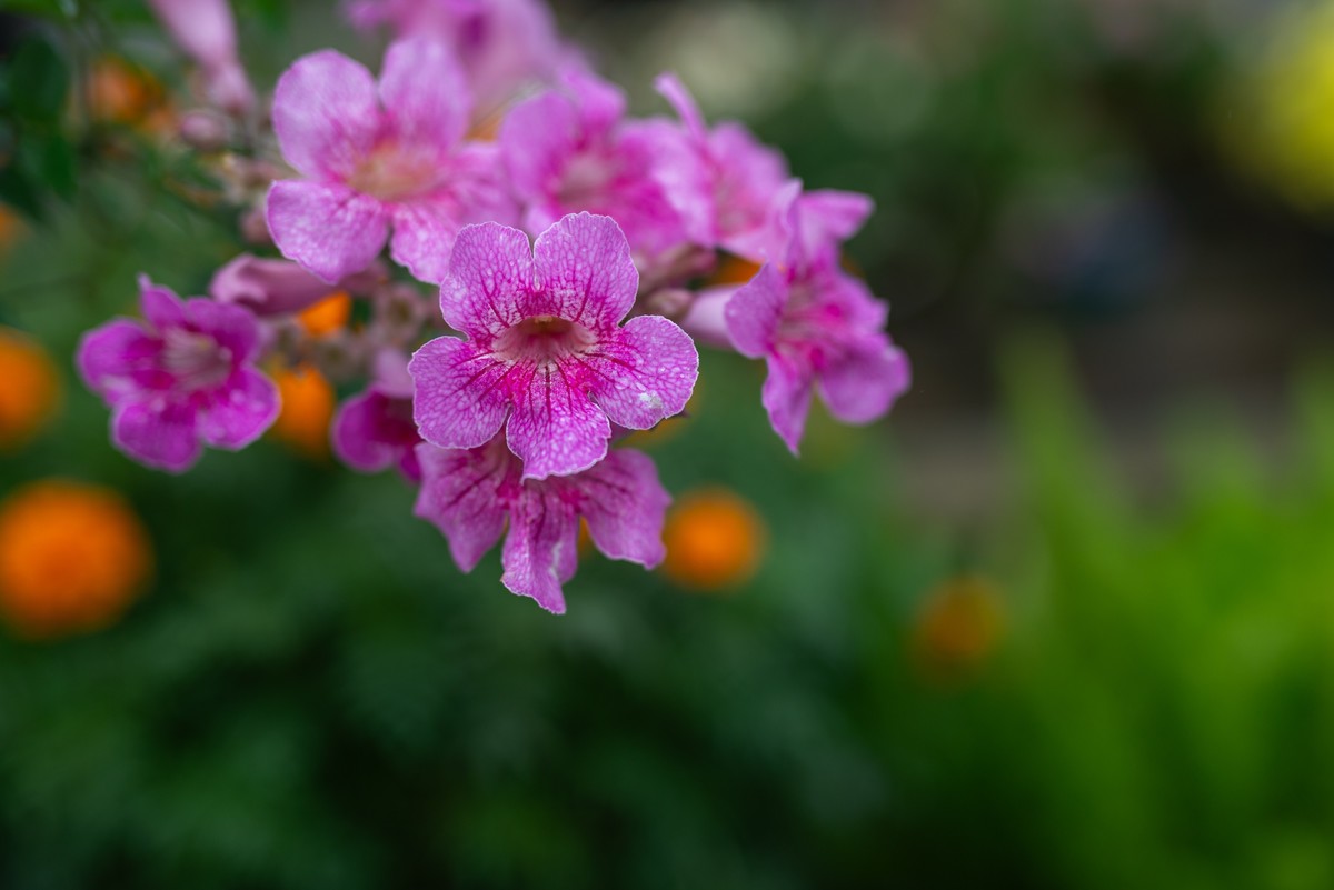 花卉世界影集－2