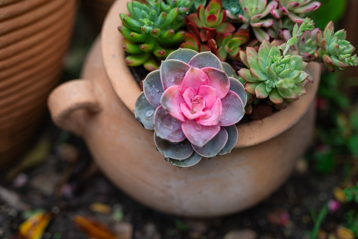 花卉世界影集－2