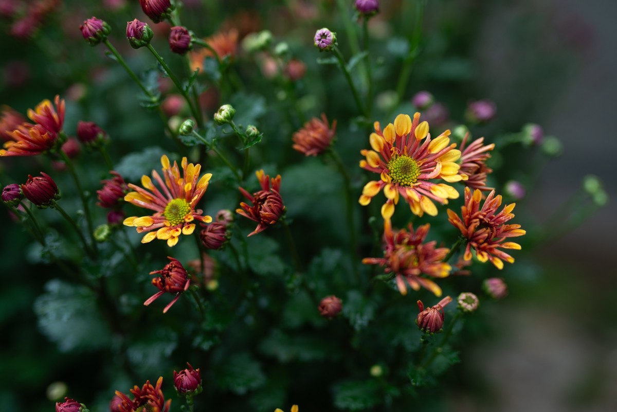 花卉世界影集－2