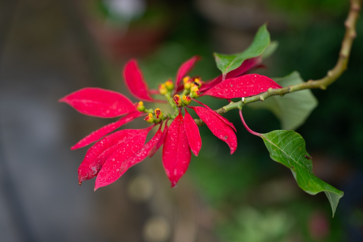 花卉世界影集－2