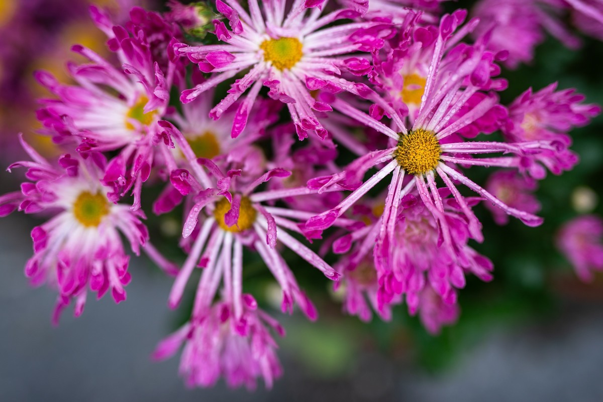 花卉世界影集－2