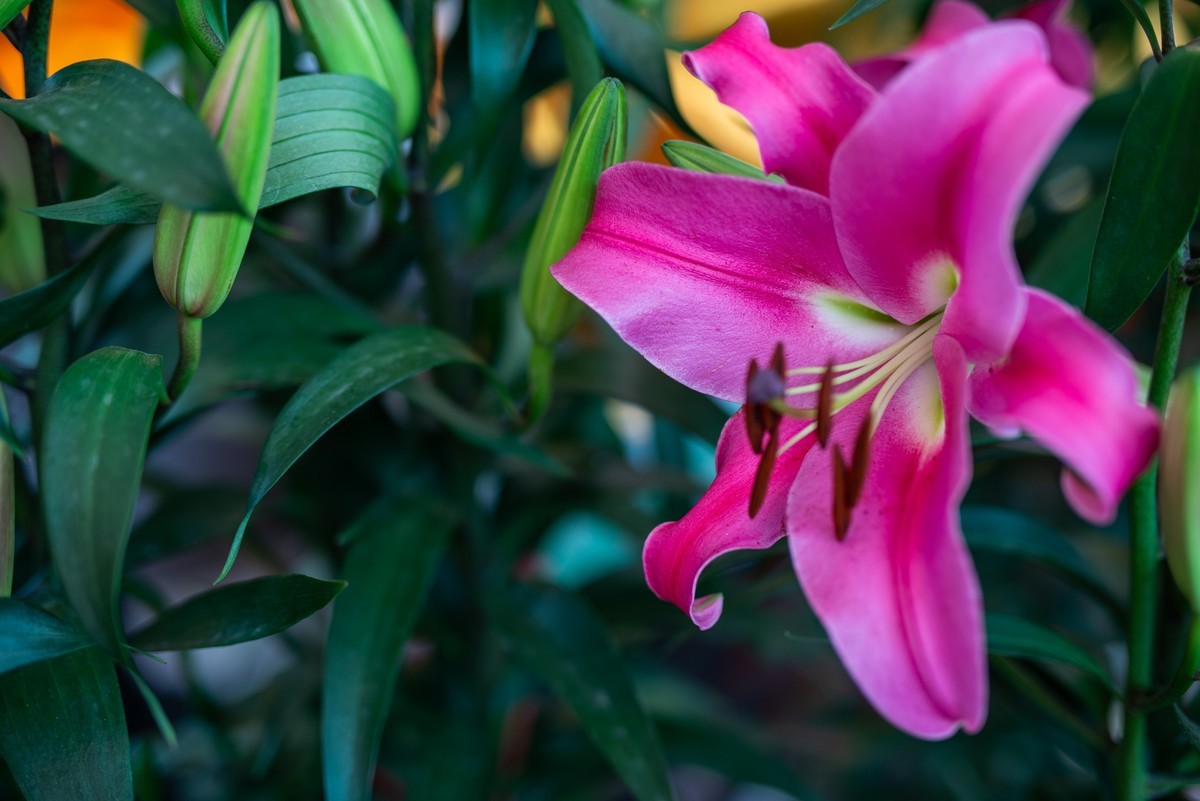 花卉世界影集－2