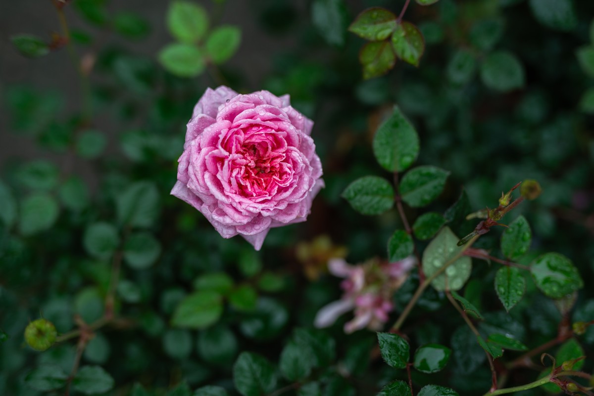 花卉世界影集－2