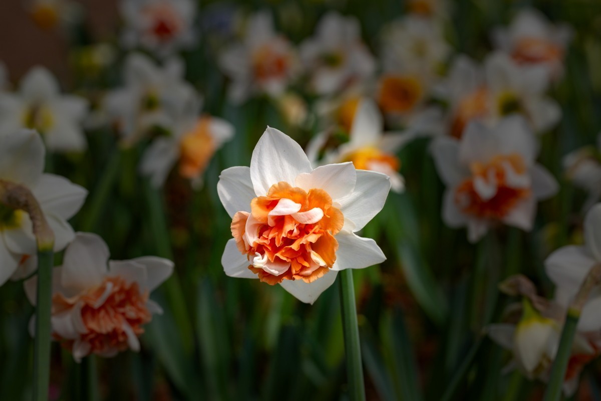 植物园拍水仙花 2