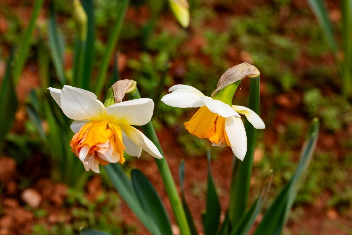 植物园拍水仙花 2