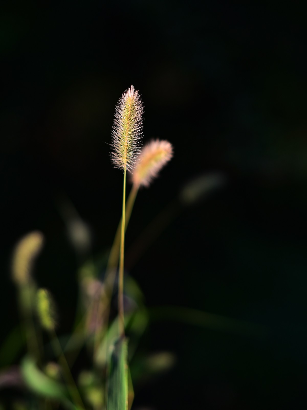 狗尾巴花+百日菊