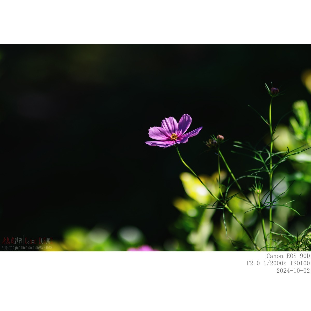 秋阳 · 农院 · 格桑花