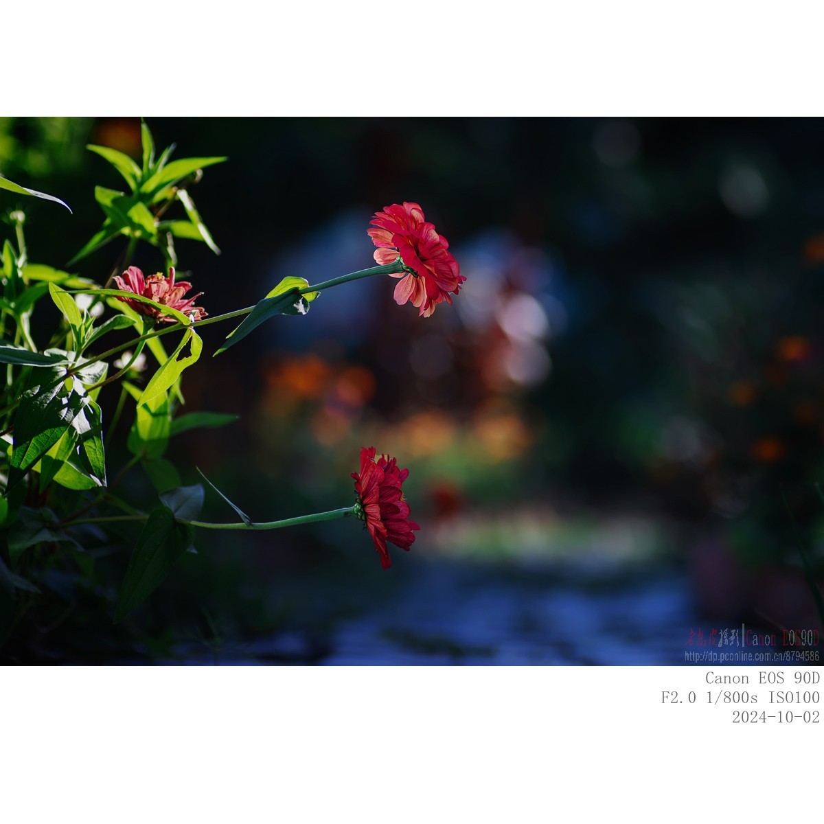 秋阳 · 农院 · 格桑花