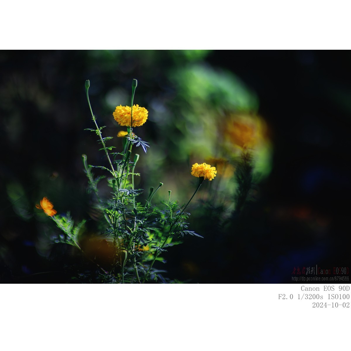 秋阳 · 农院 · 格桑花