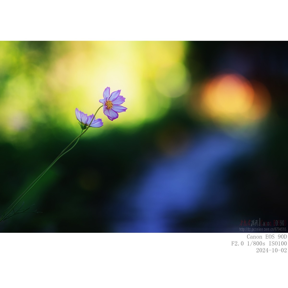 秋阳 · 农院 · 格桑花