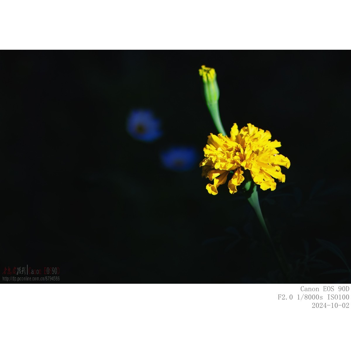 秋阳 · 农院 · 格桑花