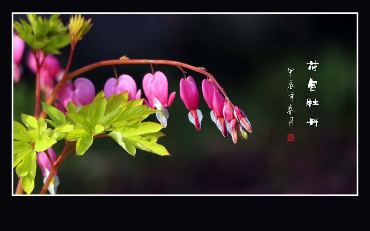 粉红色的小荷包迎风飘