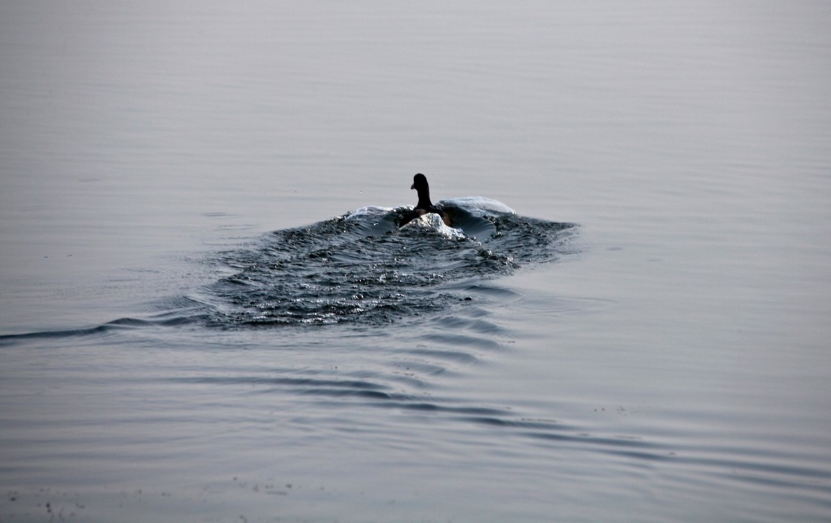 随拍——华山湖风光