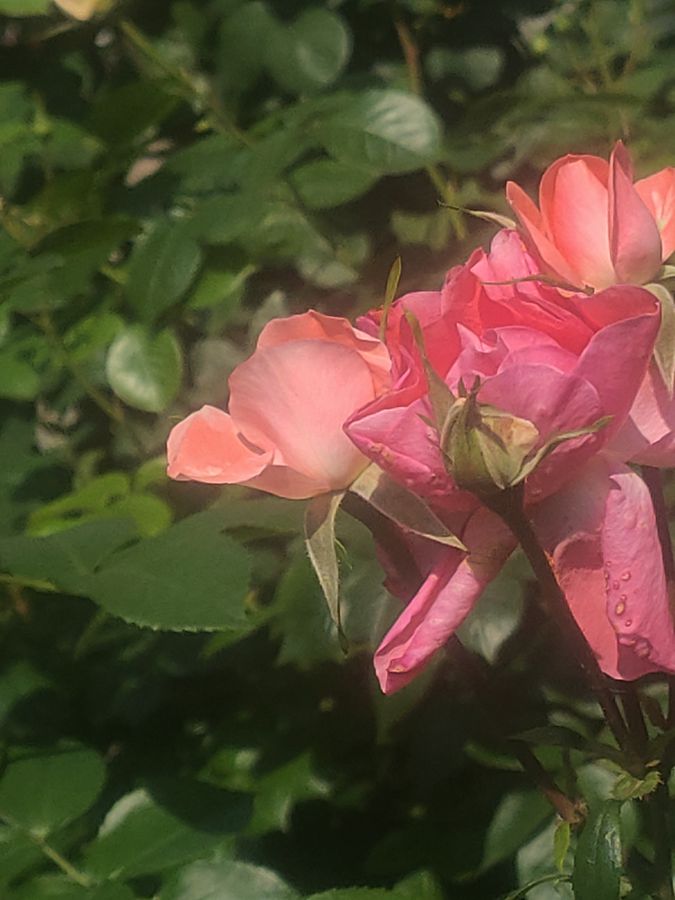 花卉系列【3501】