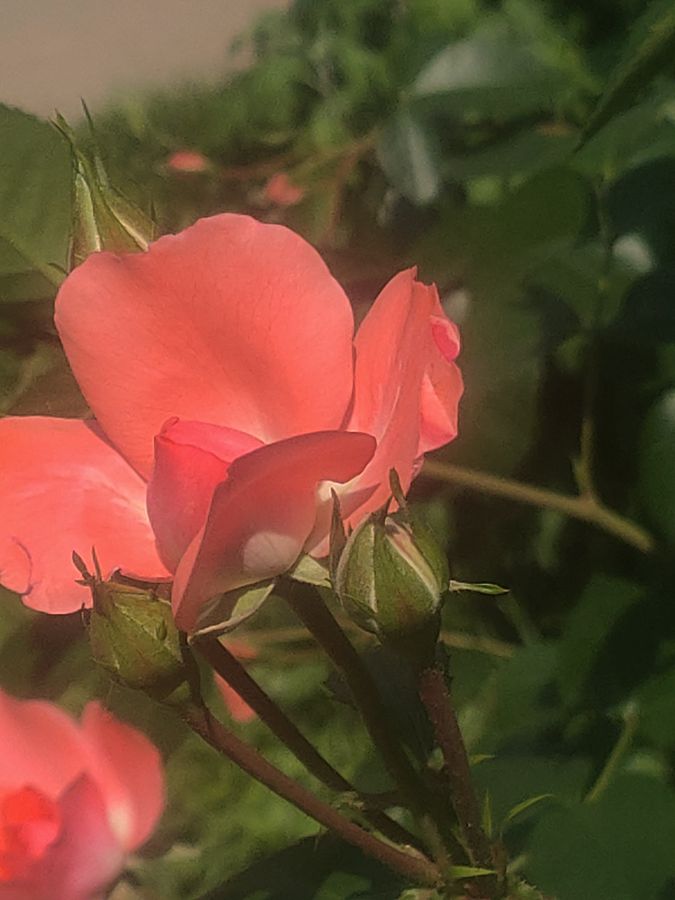 花卉系列【3501】