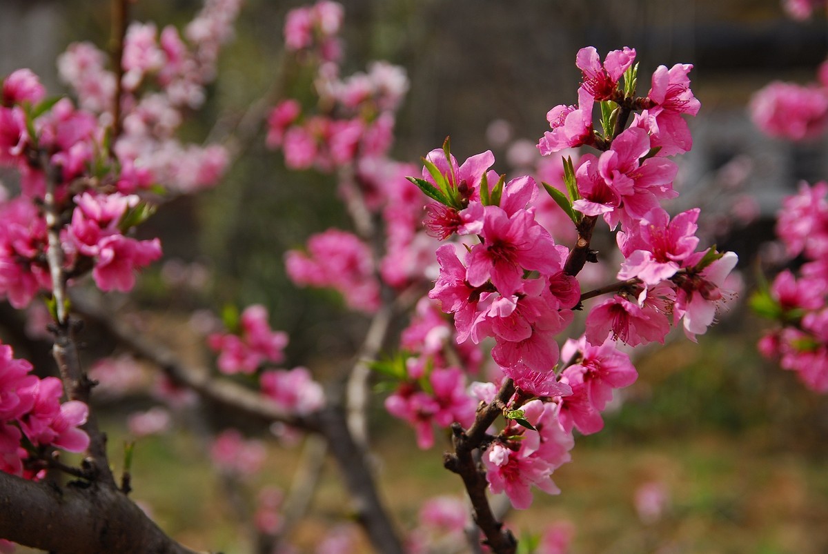 CCD传感器下的桃花