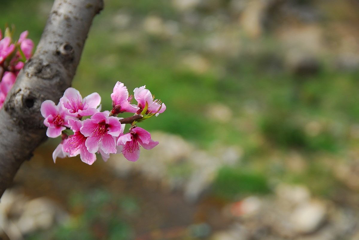 CCD传感器下的桃花
