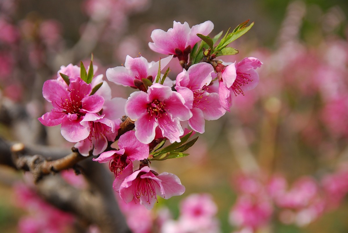 CCD传感器下的桃花