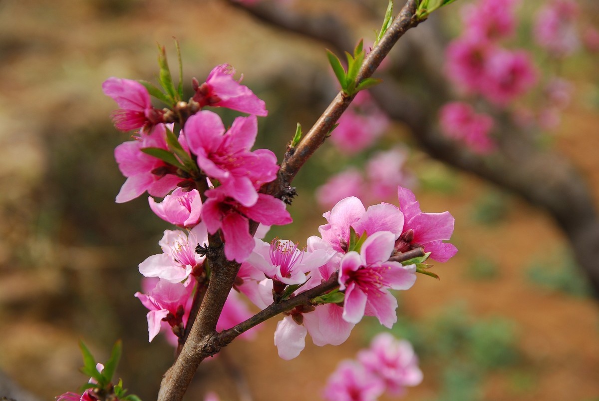 CCD传感器下的桃花