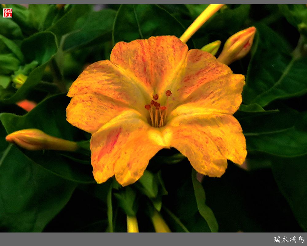 【2022之花季】48.多彩的紫茉莉