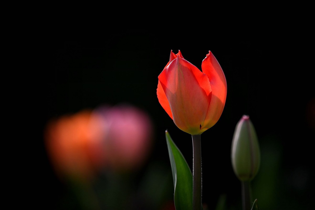 姹紫嫣红郁金香