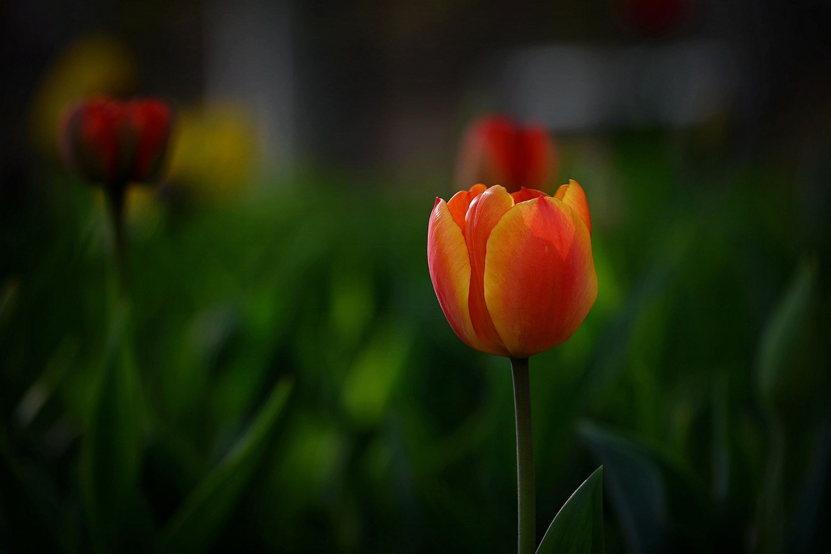 姹紫嫣红郁金香