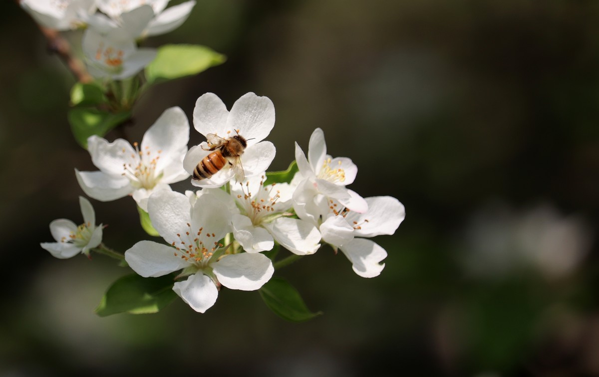 光影海棠花（三）