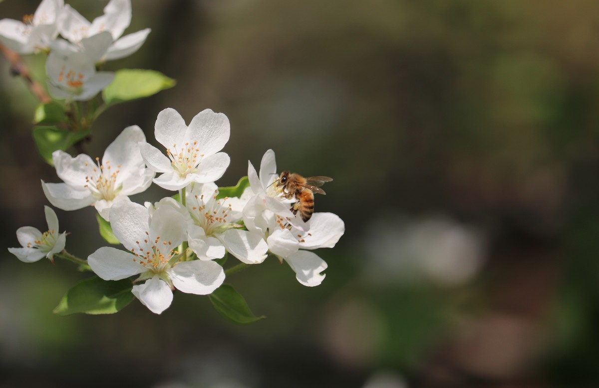 光影海棠花（三）