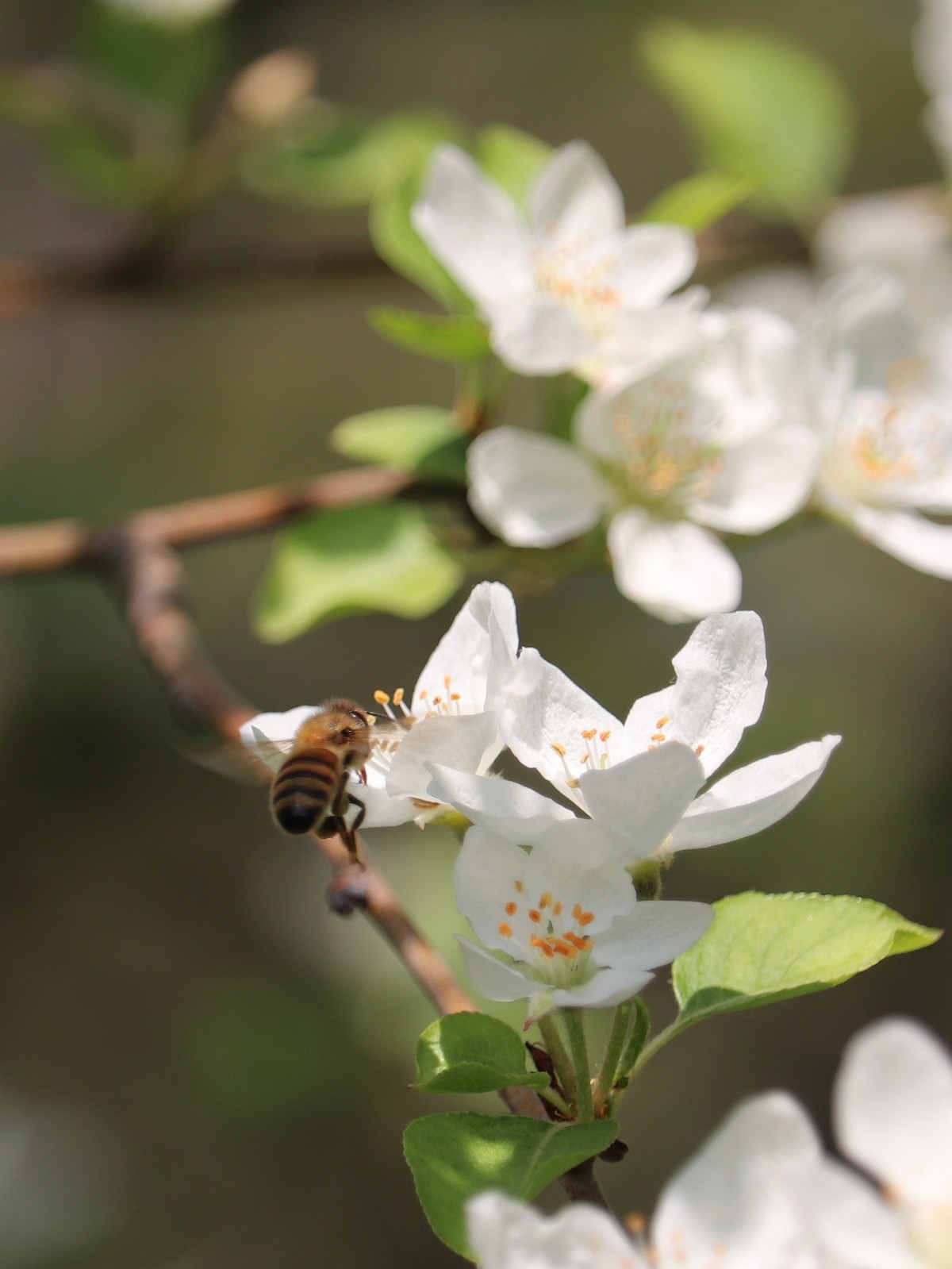 光影海棠花（三）