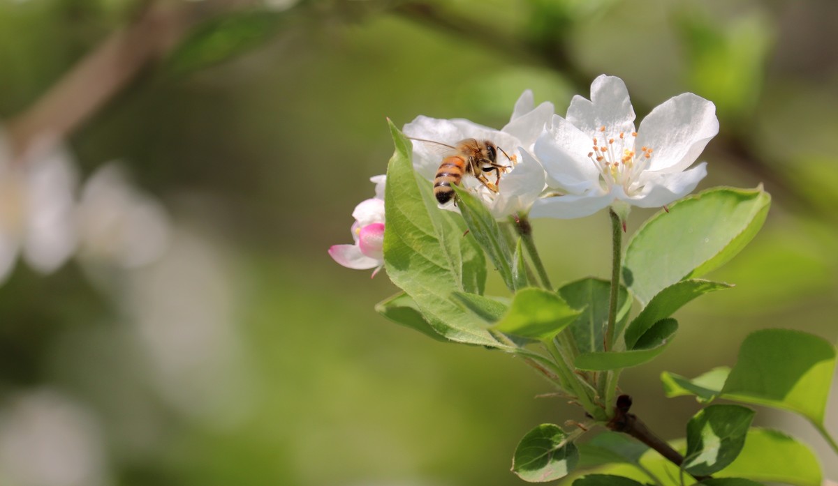光影海棠花（三）