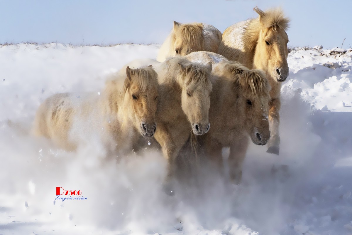 雪中奔(1)