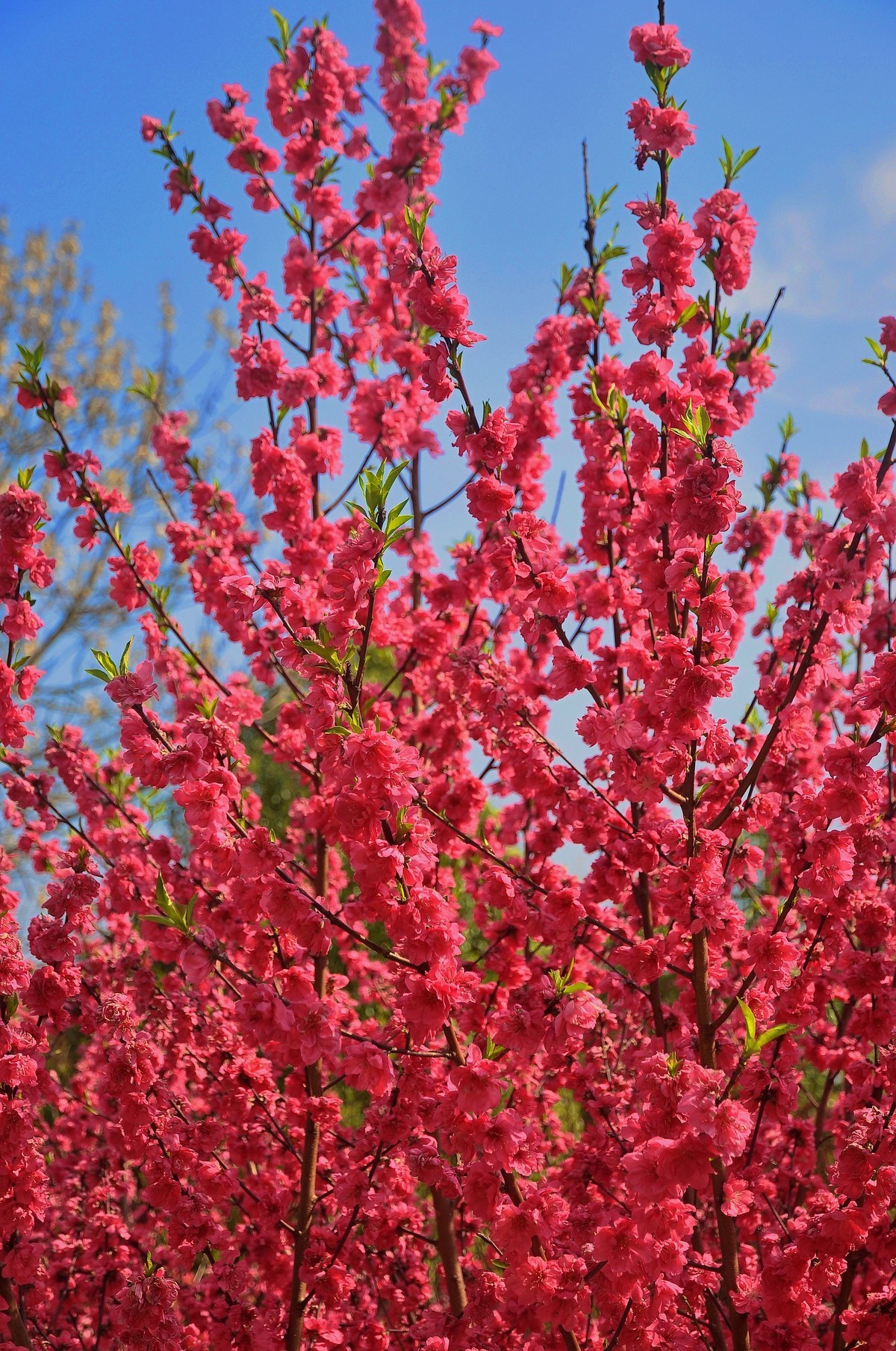 红花碧桃花期图片