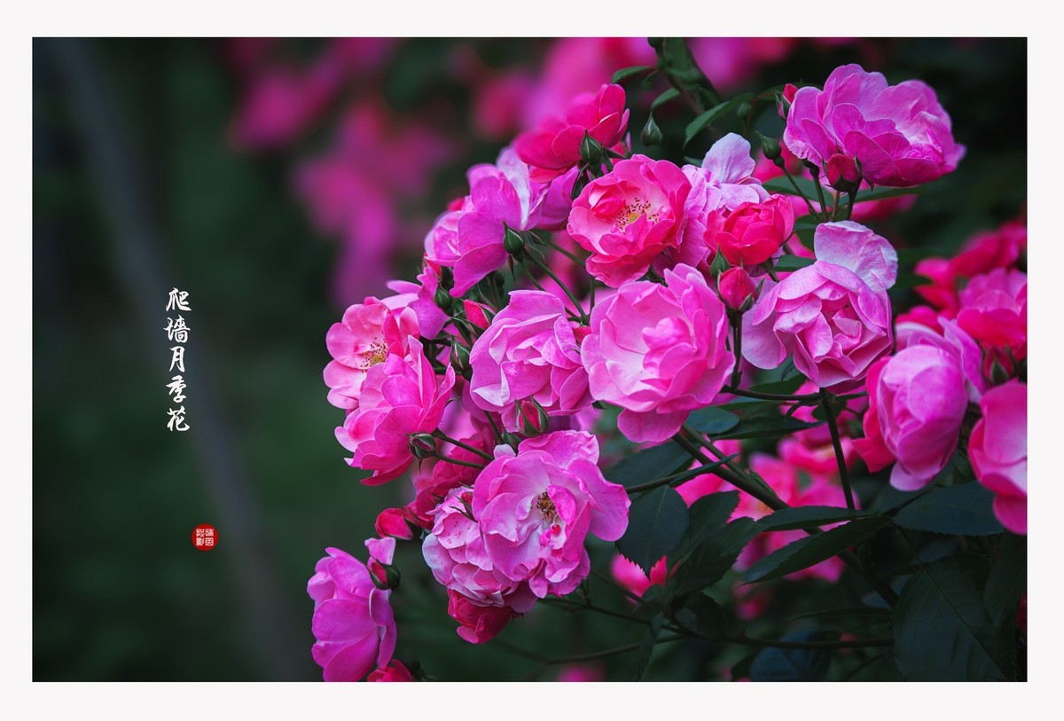 月季花