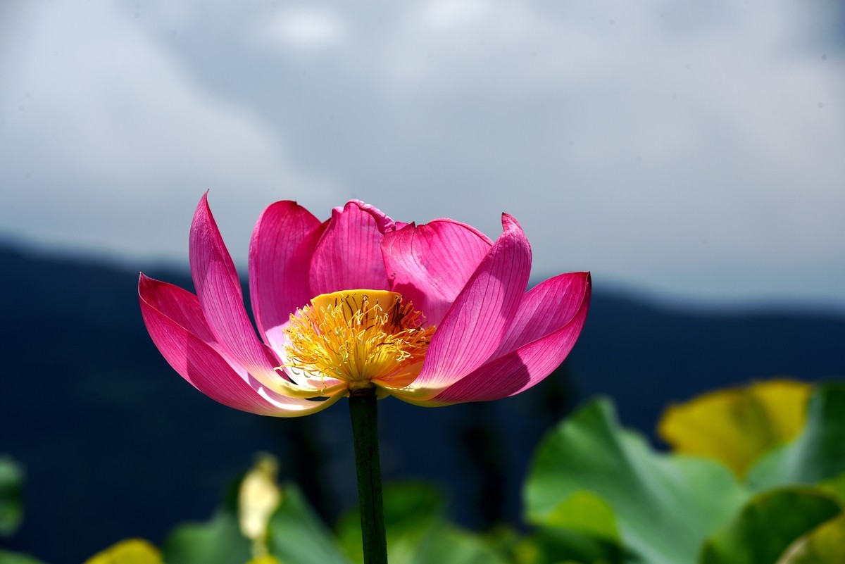 六月花神