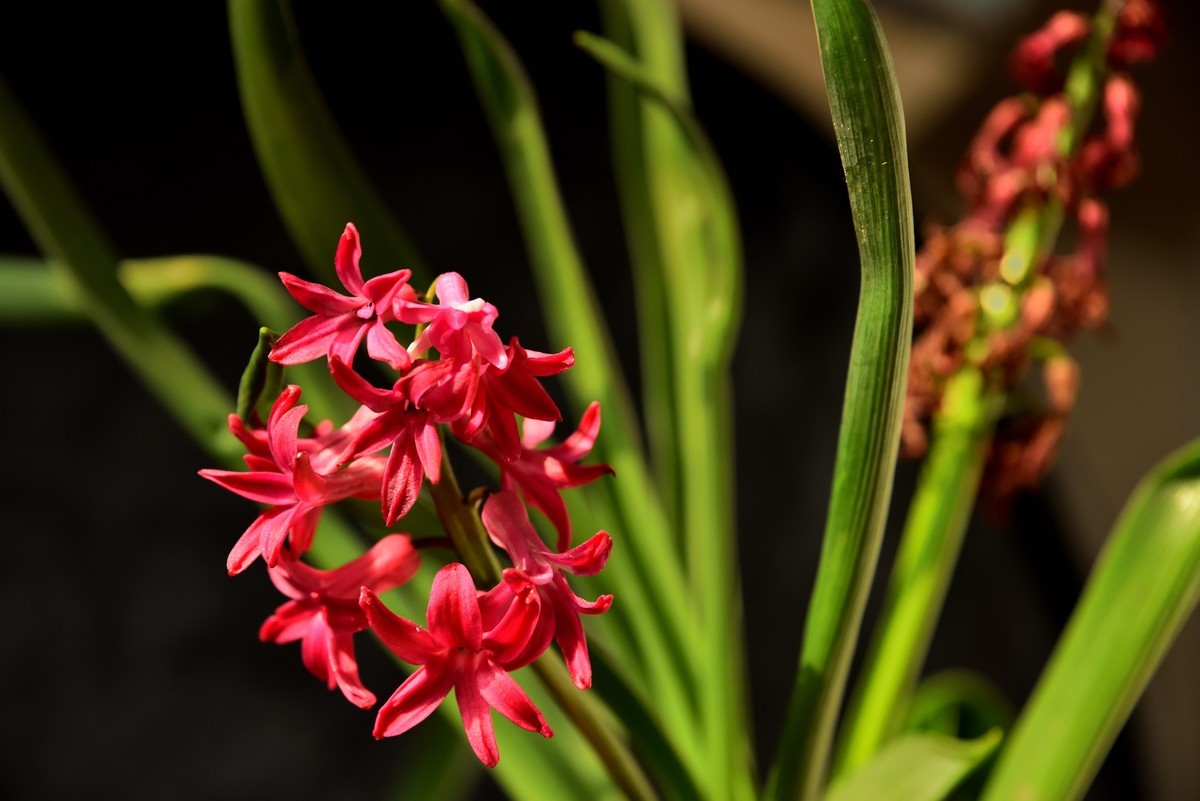 2025花卉植物赏析【4】