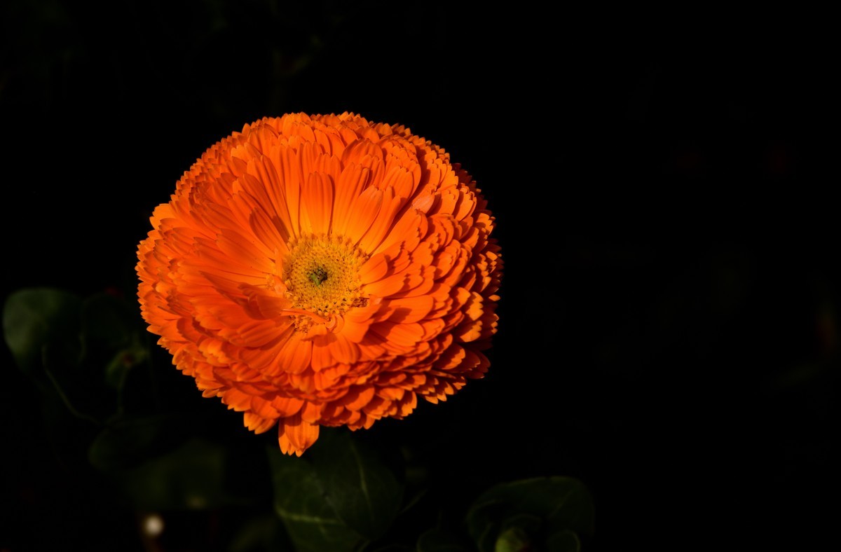 2025花卉植物赏析【4】