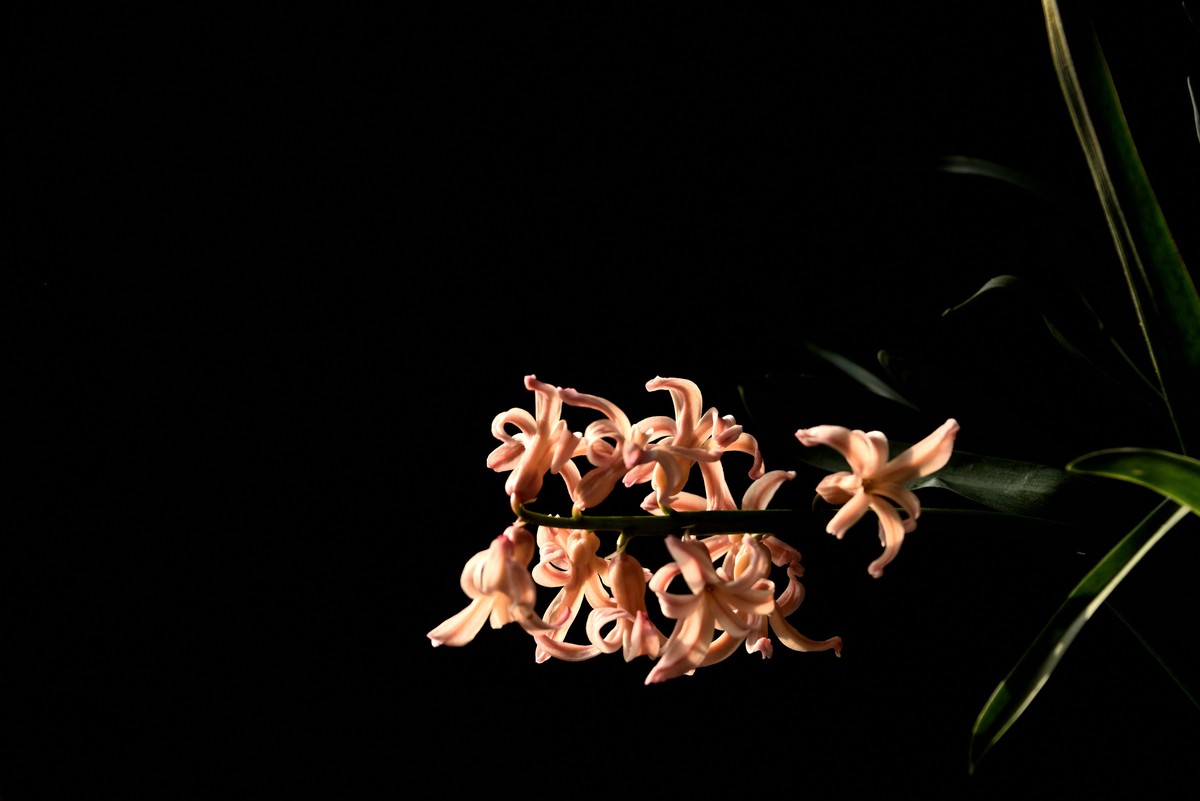 2025花卉植物赏析【4】