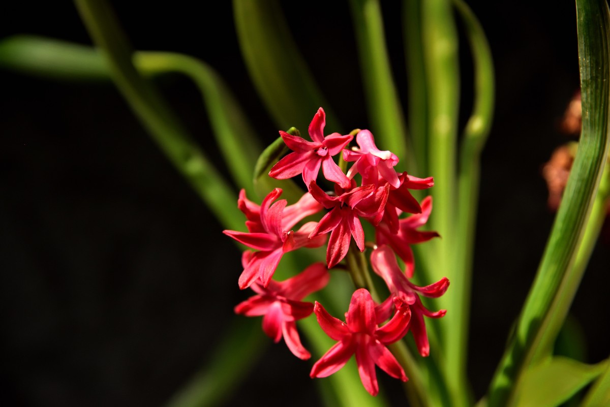 2025花卉植物赏析【4】