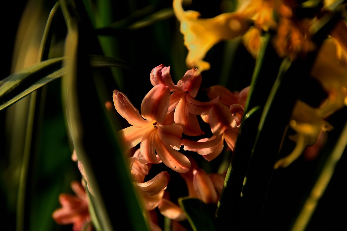 2025花卉植物赏析【4】