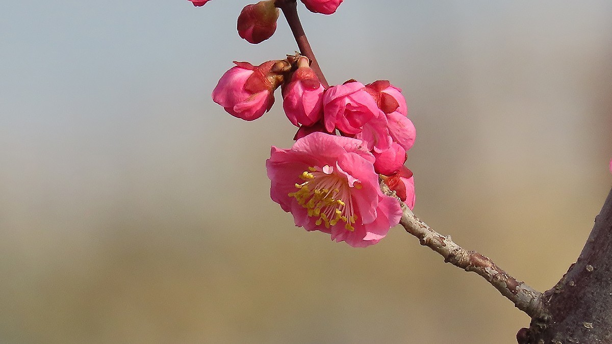 红梅花儿开